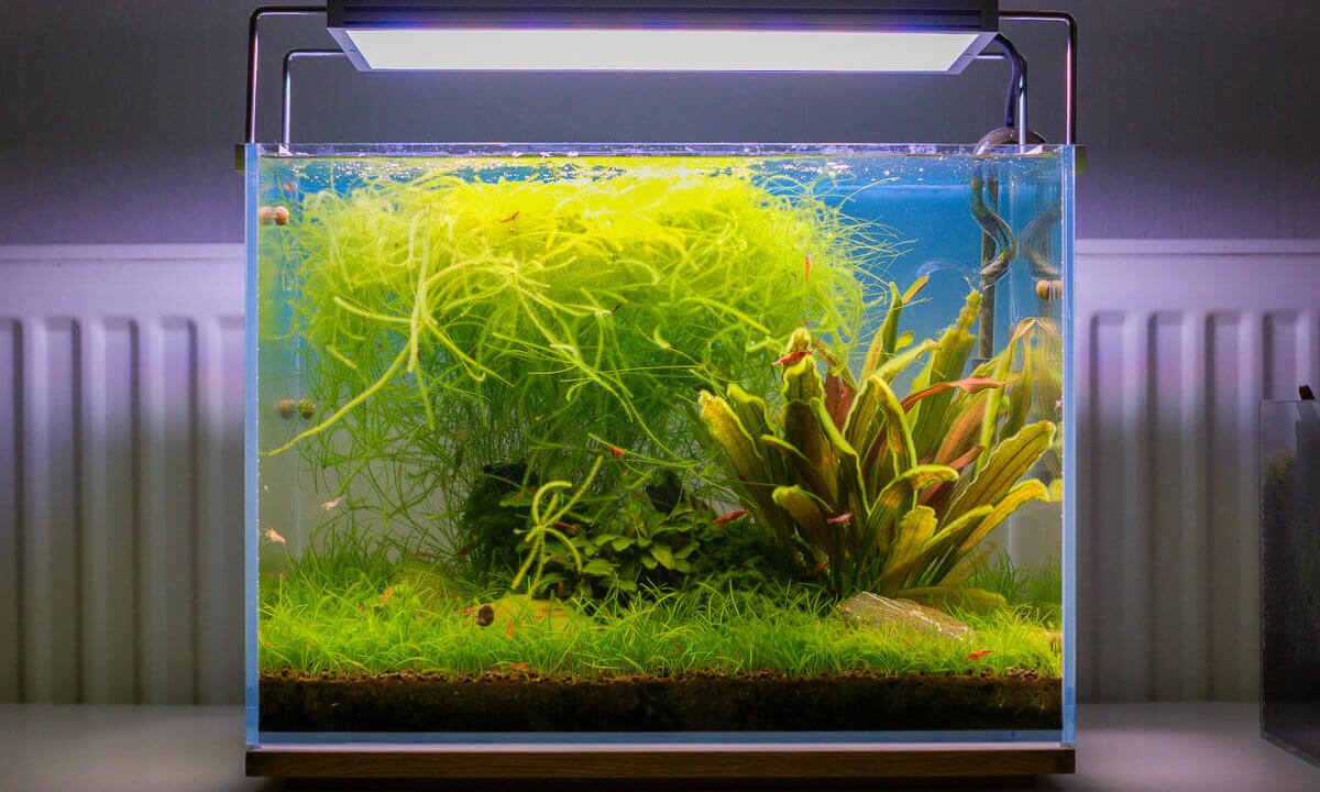 Aquarium mit Pelzalgen als Beispiel für Algenprobleme durch zu viel Licht und Nährstoffe