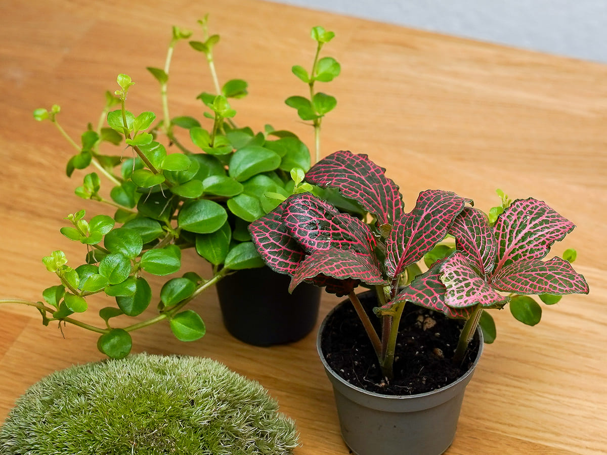 Peperomia rotundifolia, Fittonia und Kugelmoos für einen geschlossenen Flaschengarten