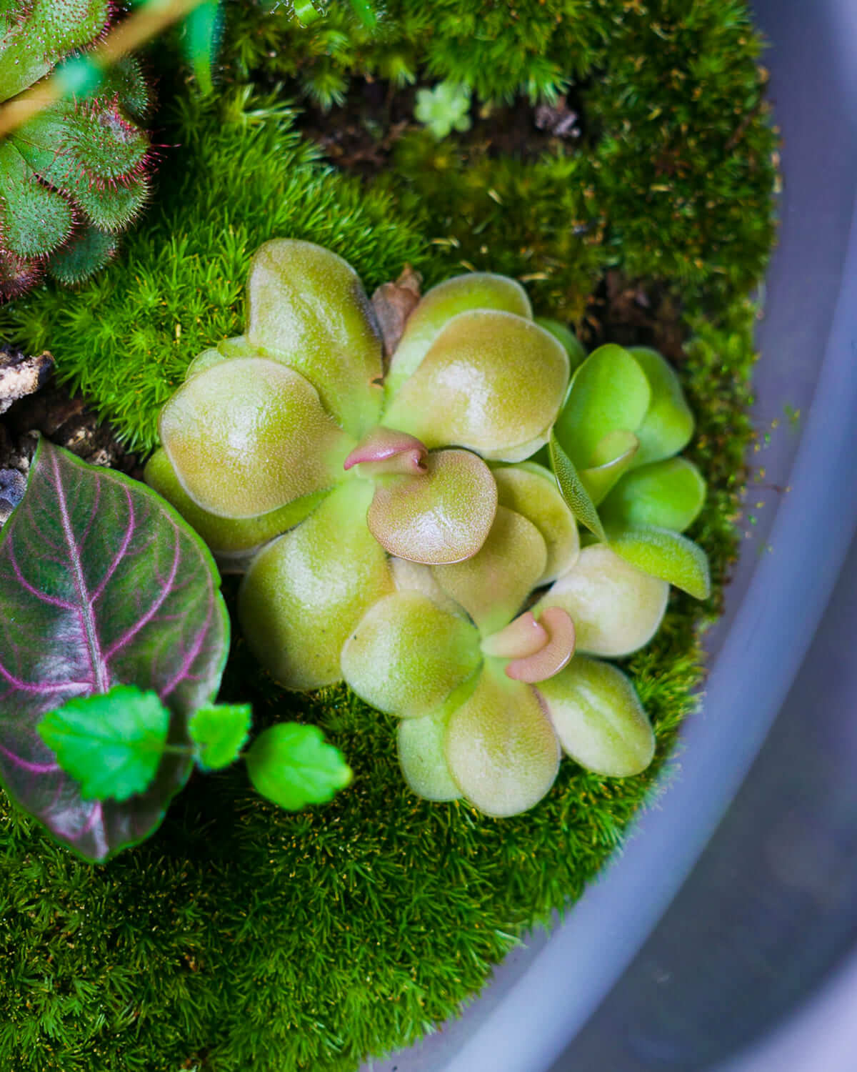 Pinguicula 'Weser' in einem Karnivoren-Terrarium mit natürlicher Bepflanzung.