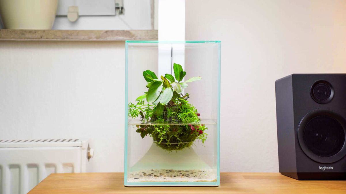 Schwebender Wabi-Kusa-Ball mit Moosen und Aquarienpflanzen in einem hohen Glasbecken