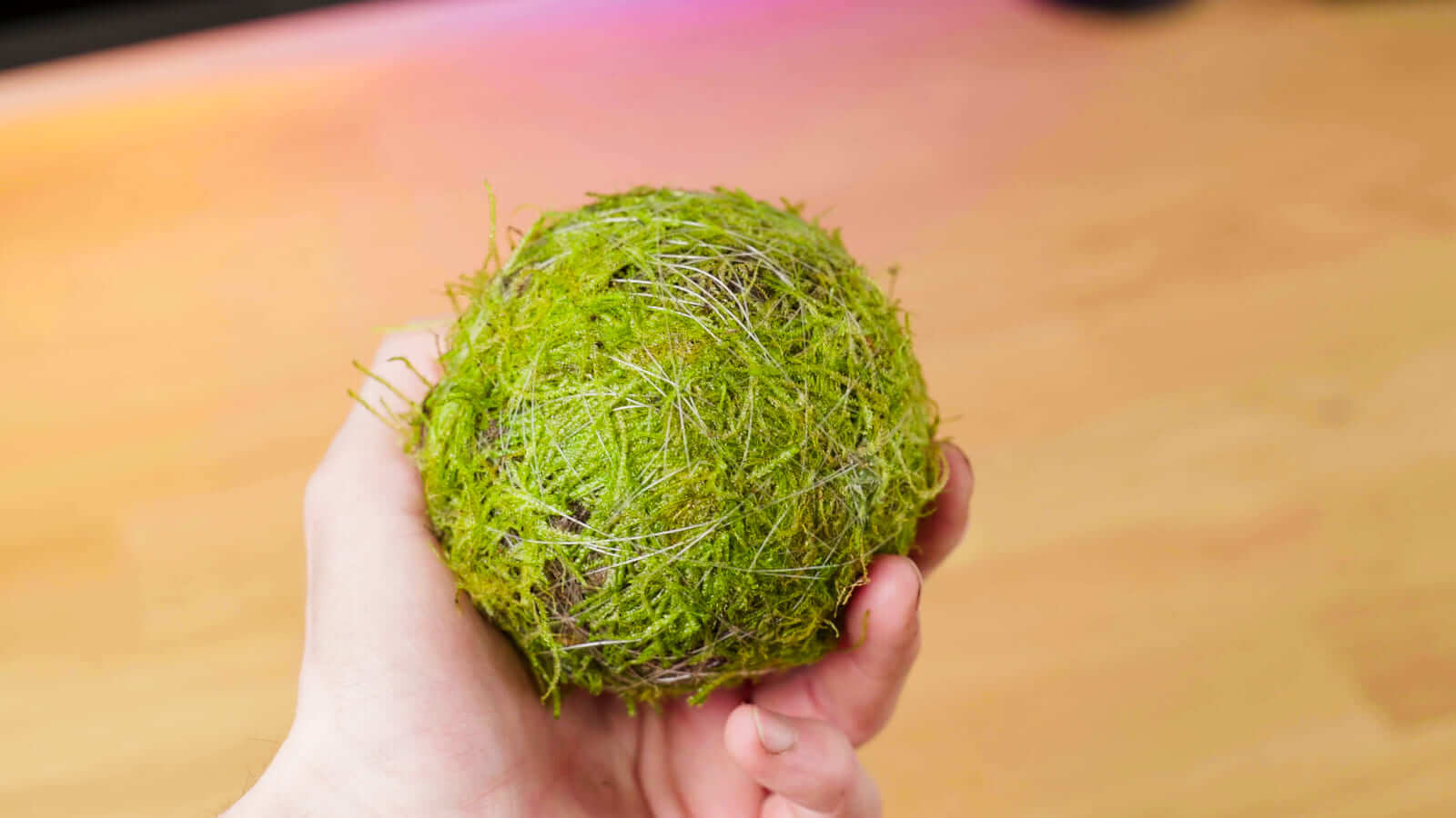 Mit Moos umwickelter Wabi-Kusa-Ball