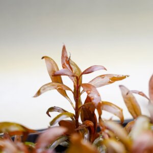Alternanthera reineckii 'Mini' aus eigener emerser Vermehrung