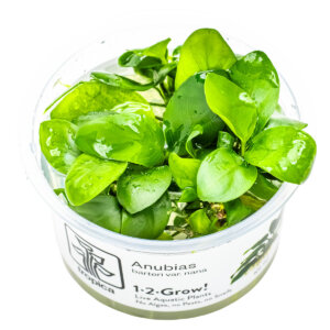 Anubias barteri var. nana als Tropica 1-2-Grow! In-vitro-Pflanze