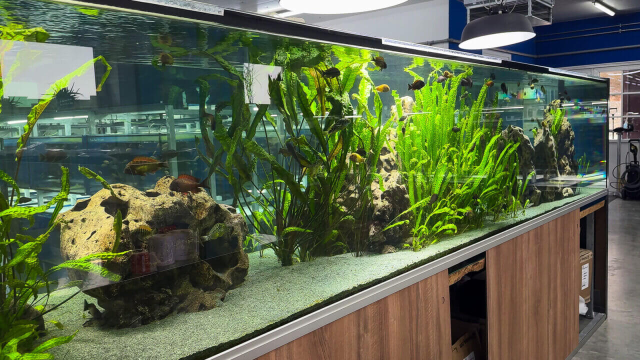 Großes langes Aquarium mit Tanganjika-Buntbarschen und viel Schwimmraum
