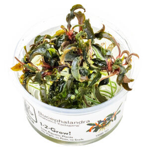 Bucephalandra diabolica 'Kedagang' als Tropica 1-2-Grow! In-vitro-Pflanze