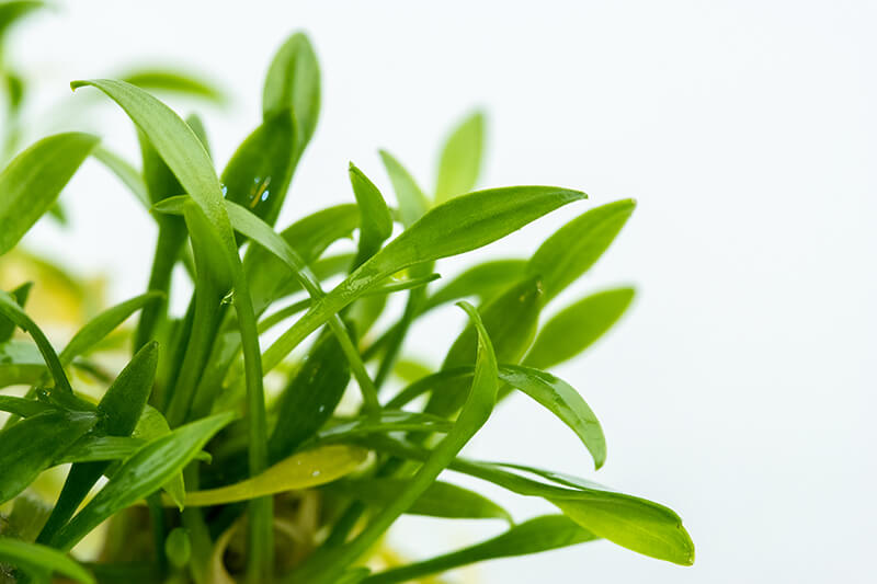 Nahaufnahme der Blätter von Cryptocoryne parva