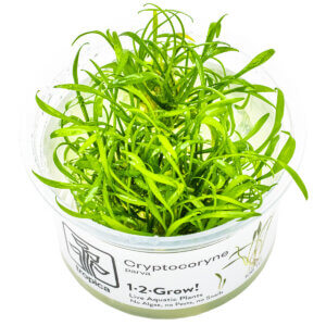Cryptocoryne parva im Tropica 1-2-Grow!-Becher