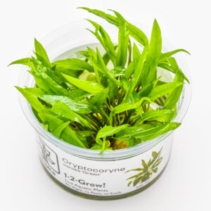 Cryptocoryne wendtii 'Green' als Tropica 1-2-Grow! In-vitro-Pflanze