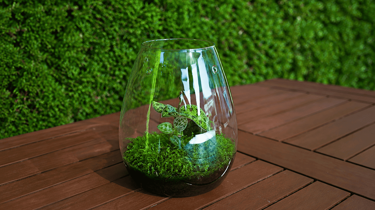 Juwelorchidee (Macodes petola) im DOOA Glass Pot SHIZUKU mit Perlenmoos