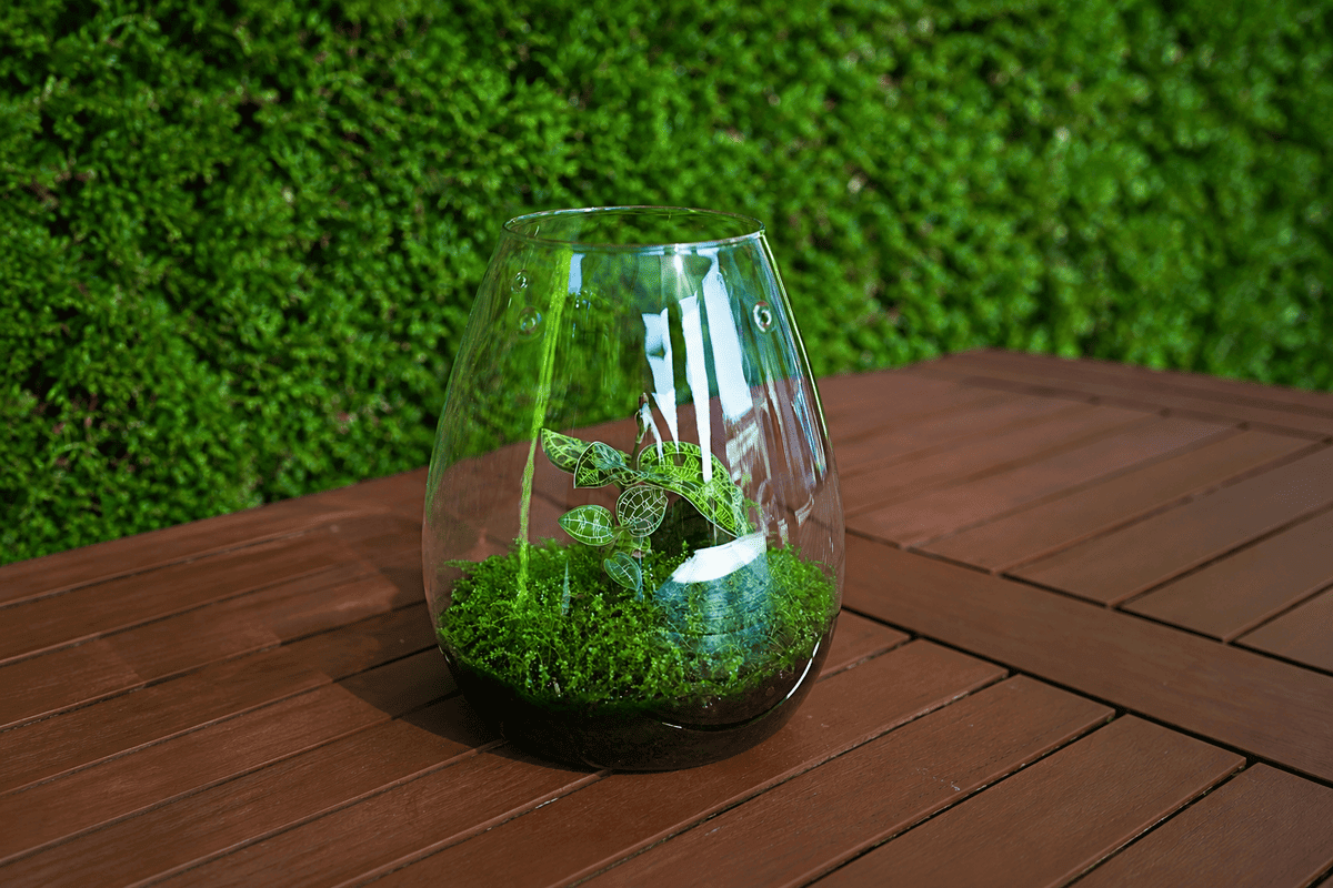 Juwelorchidee (Macodes petola) im DOOA Glass Pot SHIZUKU mit Perlenmoos