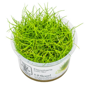 Eleocharis pusilla 'Mini' als Tropica 1-2-Grow! In-vitro-Aquariumpflanze