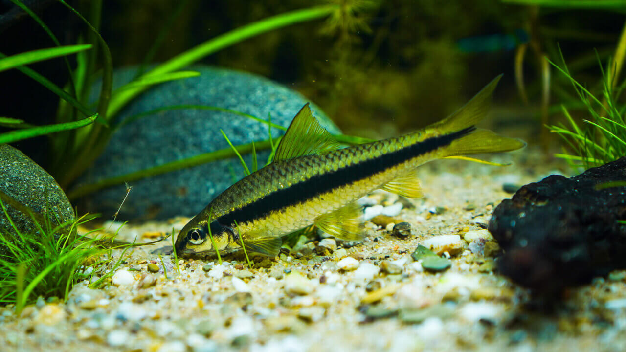 Siamesische Rüsselbarbe im unteren Bereich eines Aquariums