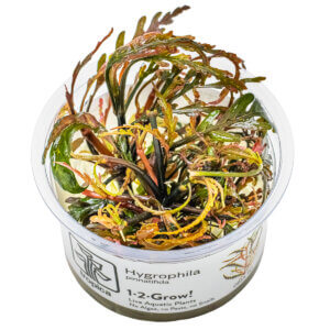 Hygrophila pinnatifida als Tropica 1-2-Grow! In-vitro-Pflanze