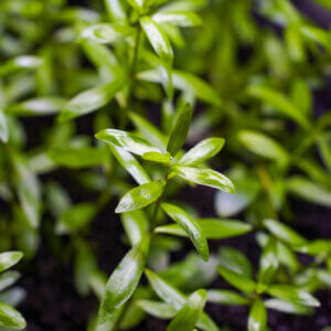 Indischer Wasserfreund (Hygrophila polysperma) aus eigener emerser Vermehrung