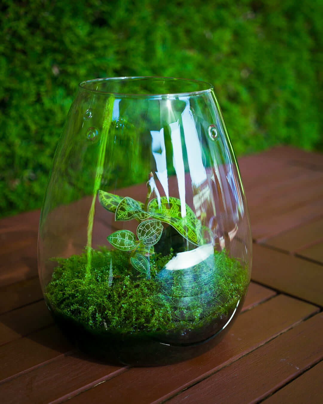 Juwelorchidee (Macodes petola) im DOOA Glass Pot SHIZUKU mit Perlenmoos