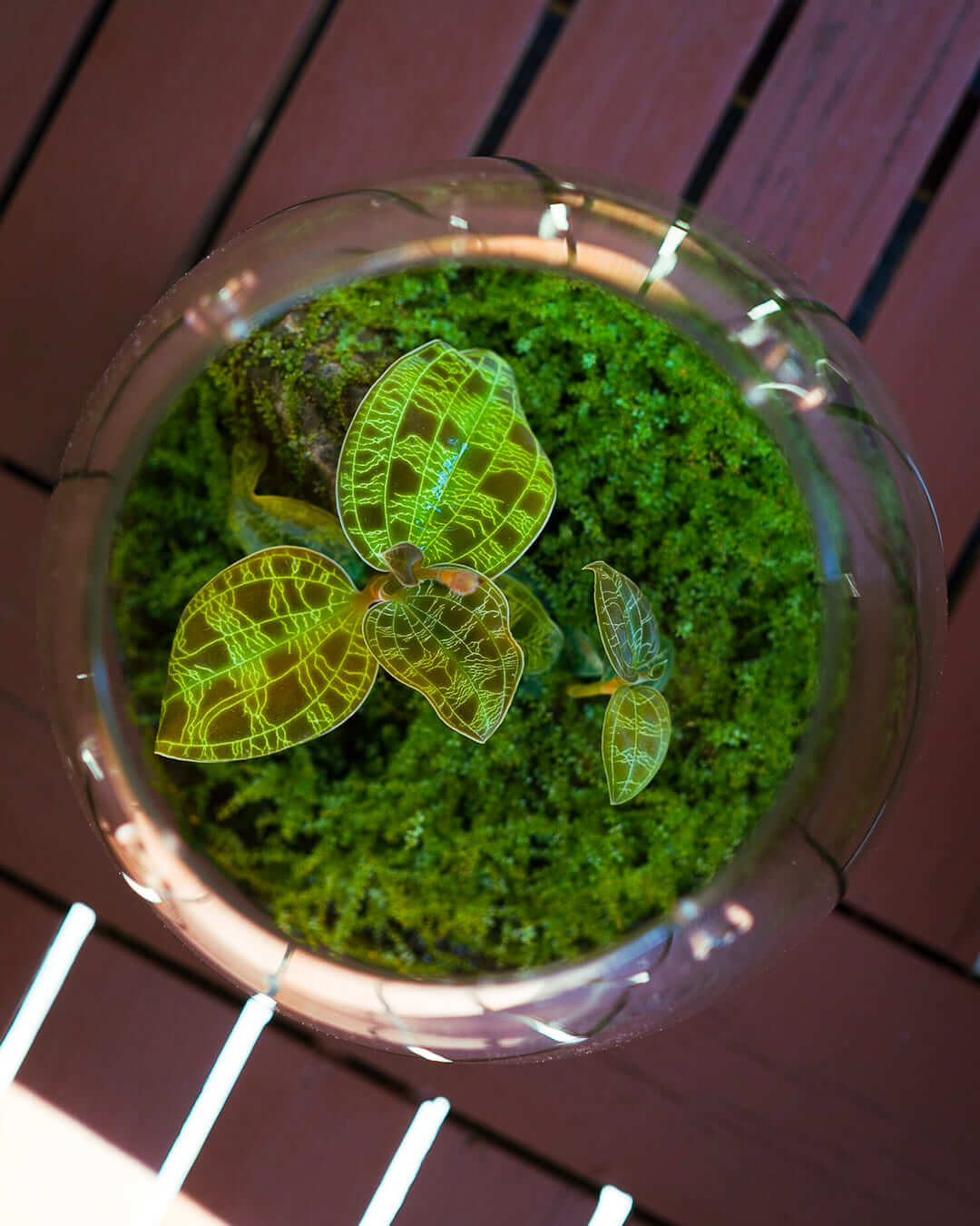 Draufsicht auf die Juwelorchidee im DOOA Glass Pot SHIZUKU mit dichtem Perlenmoos