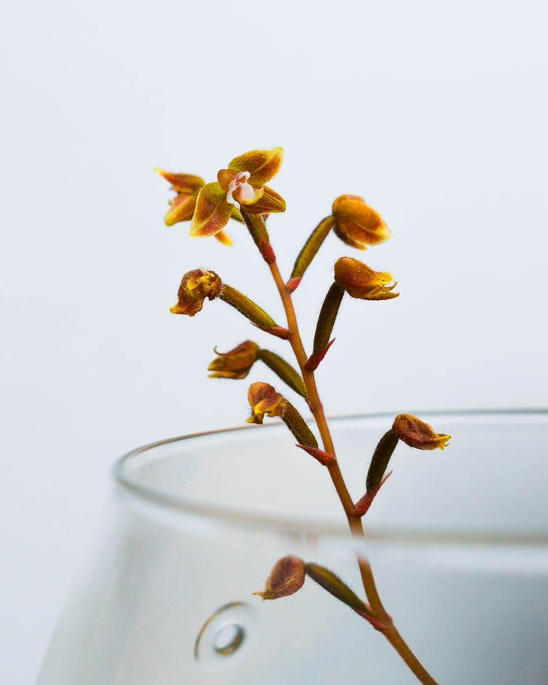 Blüte der Juwelorchidee Macodes petola im DOOA Glass Pot SHIZUKU