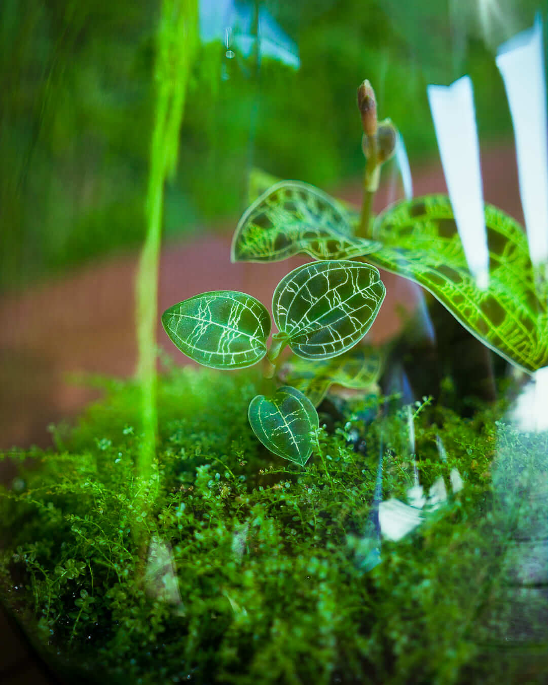 Detailaufnahme der Juwelorchidee Macodes petola im Mini-Terrarium