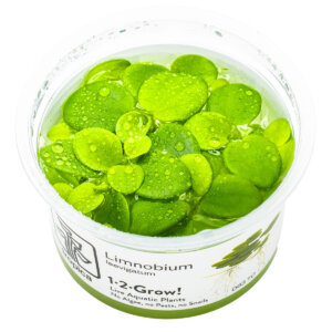 Limnobium laevigatum als Tropica 1-2-Grow! In-vitro-Pflanze