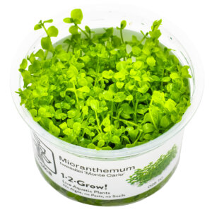 Micranthemum tweediei 'Monte Carlo' im Tropica 1-2-Grow!-Becher