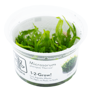 Microsorum pteropus 'Narrow' im Tropica 1-2-Grow!-Becher