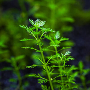 Mato-Grosso-Tausendblatt (Myriophyllum mattogrossense) aus eigener emerser Vermehrung
