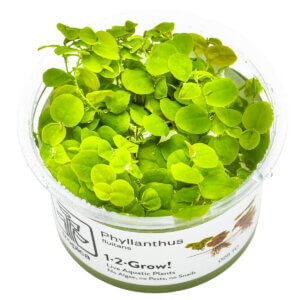 Phyllanthus fluitans als Tropica 1-2-Grow! In-vitro-Pflanze