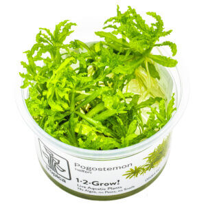 Pogostemon helferi im Tropica 1-2-Grow!-Becher