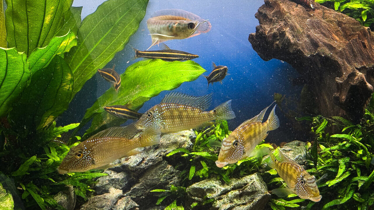 Mehrere Buntbarsche in einem strukturierten Aquarium