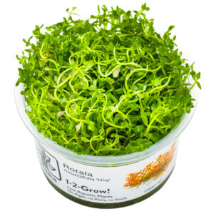 Rotala rotundifolia 'H'ra' als Tropica 1-2-Grow! InVitro-Pflanze im Becher
