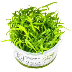 Sagittaria subulata im Tropica 1-2-Grow!-Becher