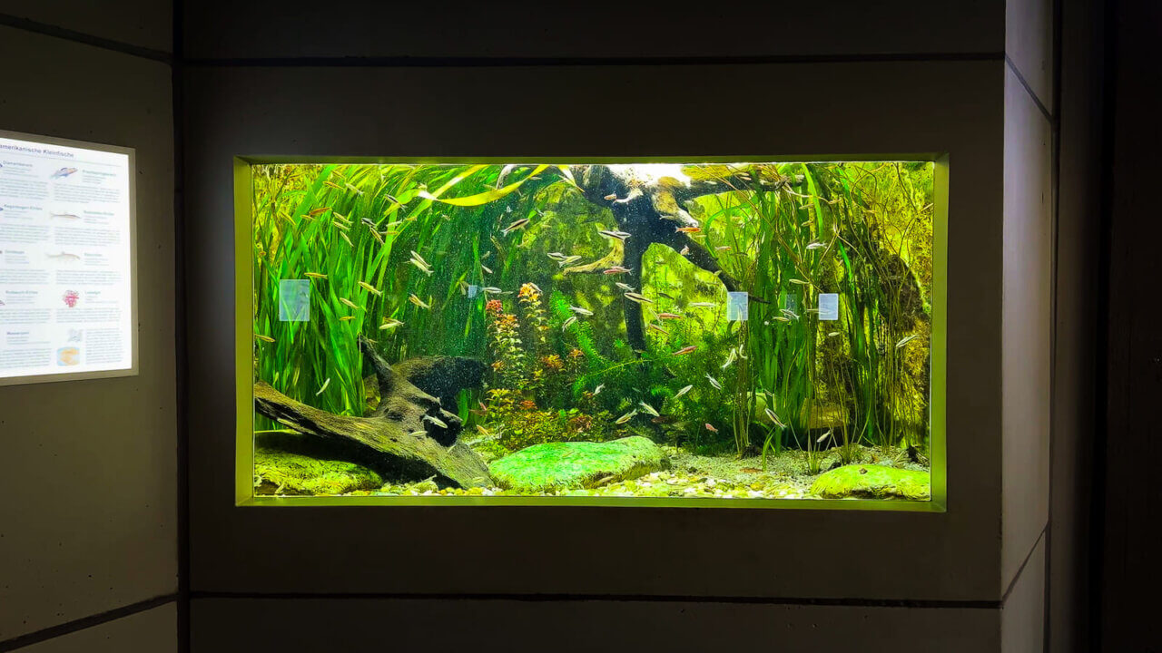 Schwarmfische in einem großen bepflanzten Aquarium