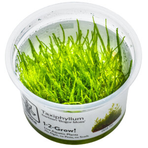 Taxiphyllum barbieri 'Bogor Moss' im Tropica 1-2-Grow!-Becher