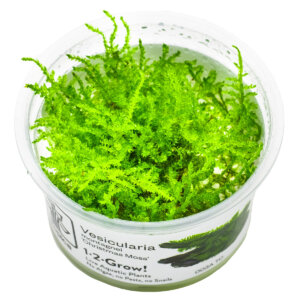 Vesicularia montagnei 'Christmas Moss' im Tropica 1-2-Grow!-Becher