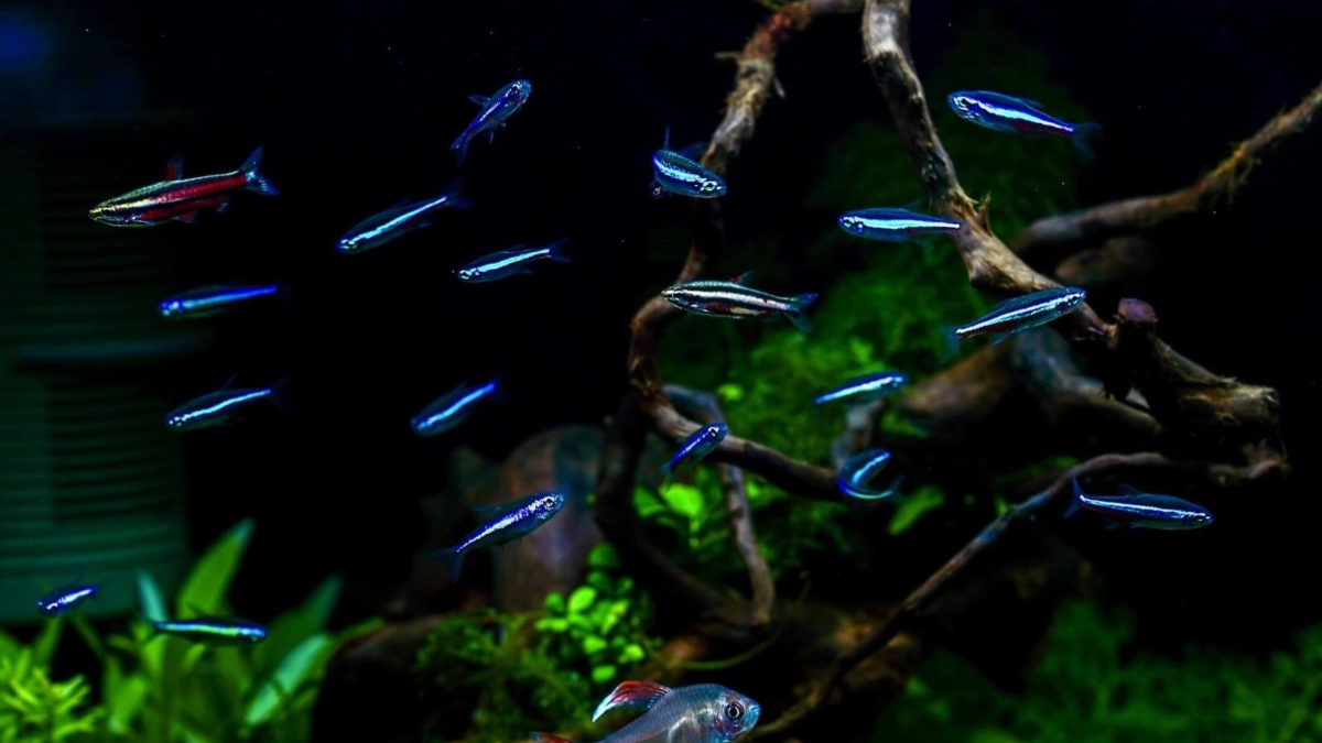 Mehrere kleine Aquarienfische in einem bepflanzten Aquarium