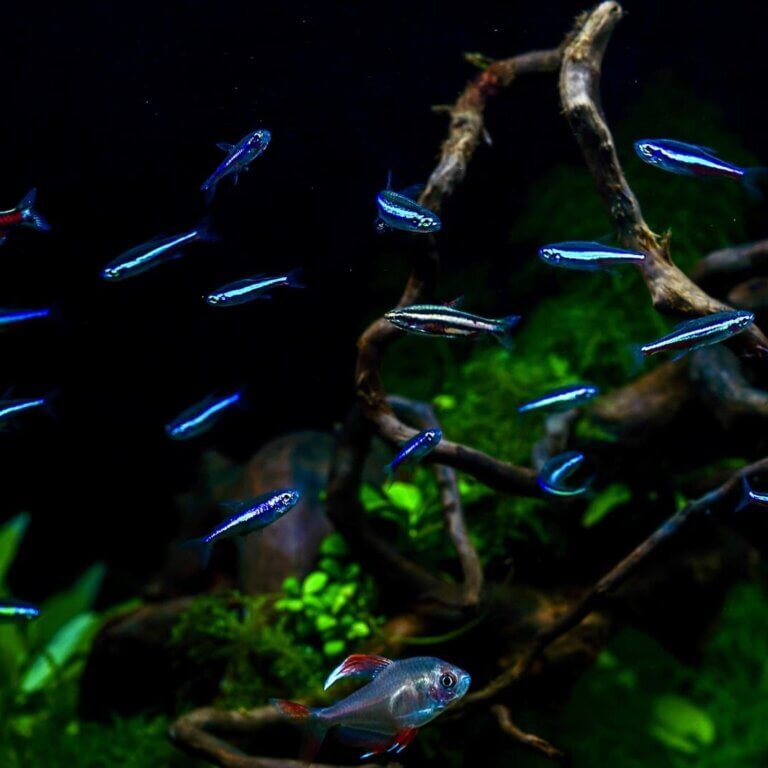 Mehrere kleine Aquarienfische in einem bepflanzten Aquarium