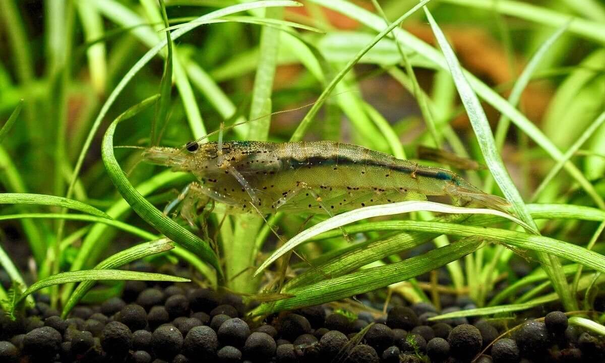 Ausgewachsene Amanogarnele zwischen Sagittaria subulata im Aquarium