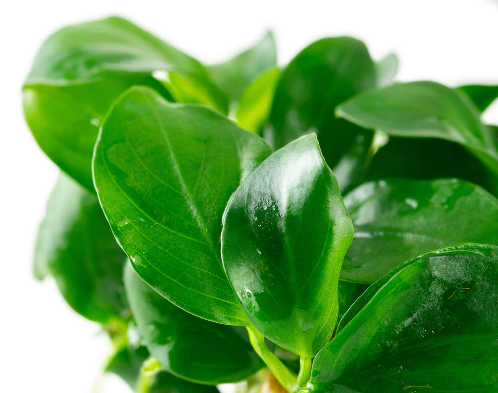 Blätter der Anubias barteri nana im Detail