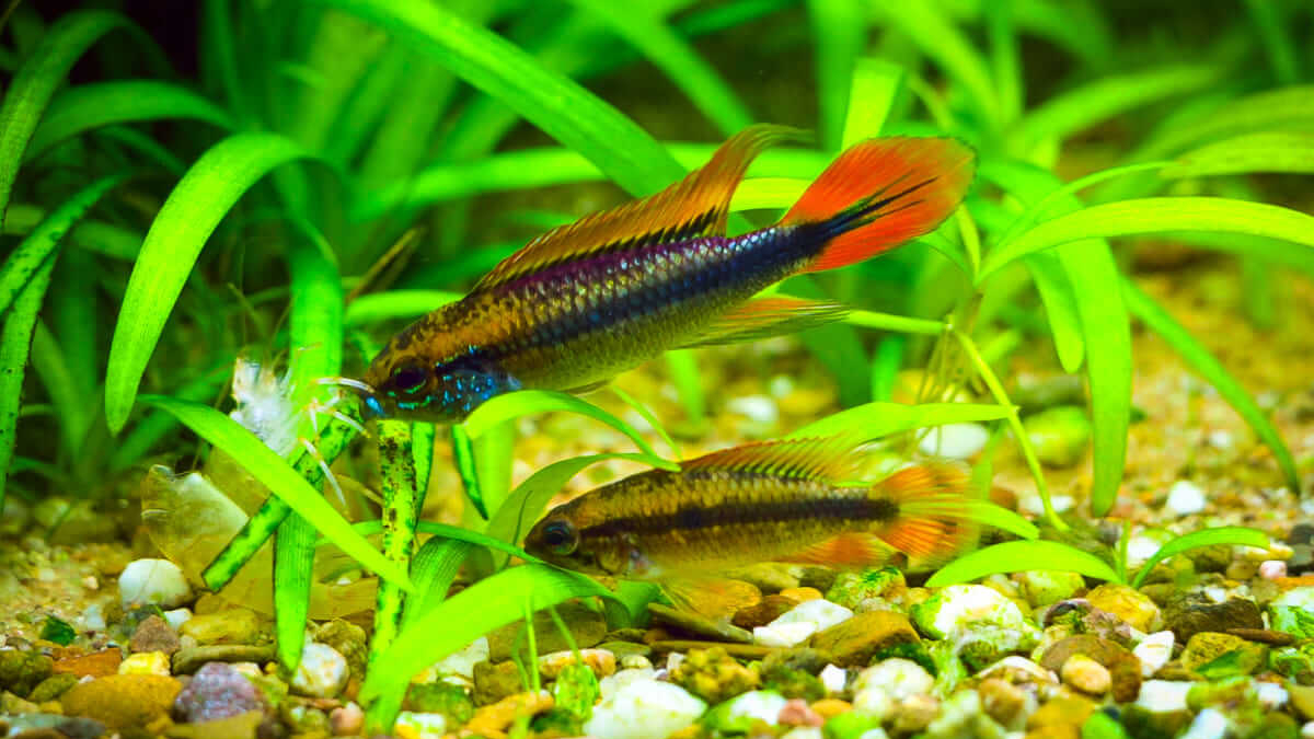Apistogramma agassizii Double Red Männchen und Weibchen im bepflanzten Aquarium