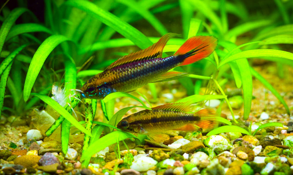 Apistogramma agassizii Double Red Männchen und Weibchen im bepflanzten Aquarium