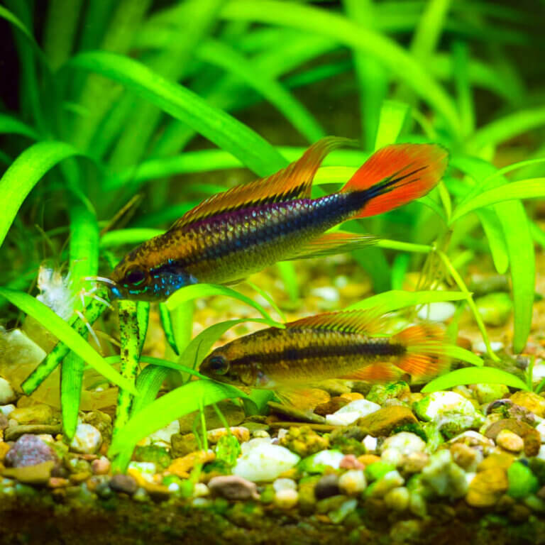 Apistogramma agassizii Double Red Männchen und Weibchen im bepflanzten Aquarium