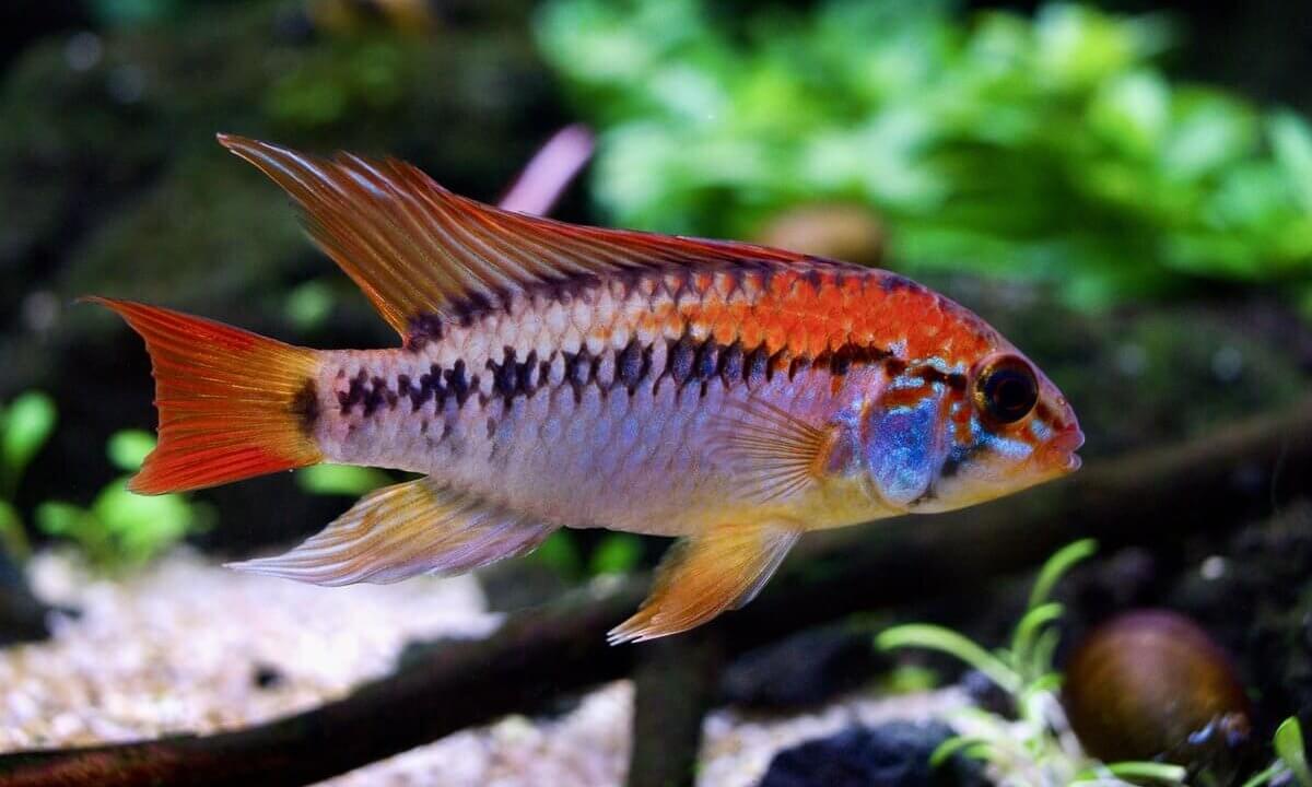 Apistogramma macmasteri Männchen im bepflanzten Aquarium