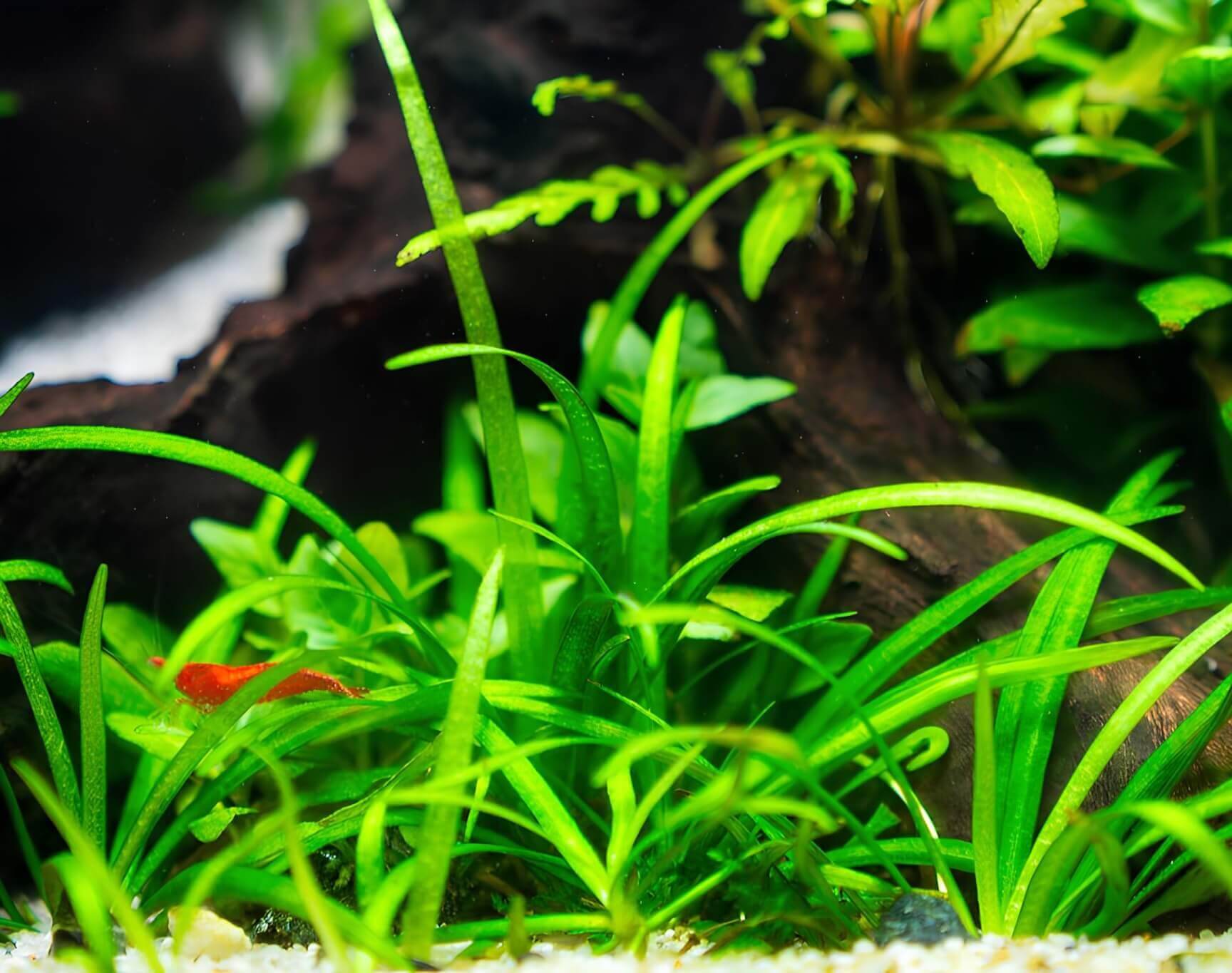 Gesundes Pflanzenaquarium mit submers wachsenden Aquarienpflanzen