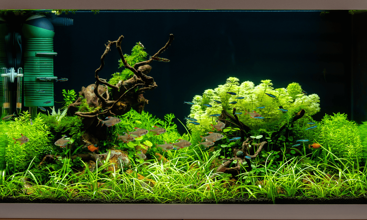 Dicht bepflanztes Aquarium, in dem kleinere Steine und Wurzeln teilweise von Pflanzen verdeckt sind