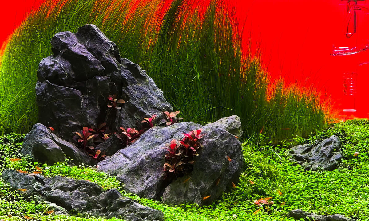Harmonisch gestaltetes Aquascape mit großen Steinen, Bodendeckern und hohen Hintergrundpflanzen