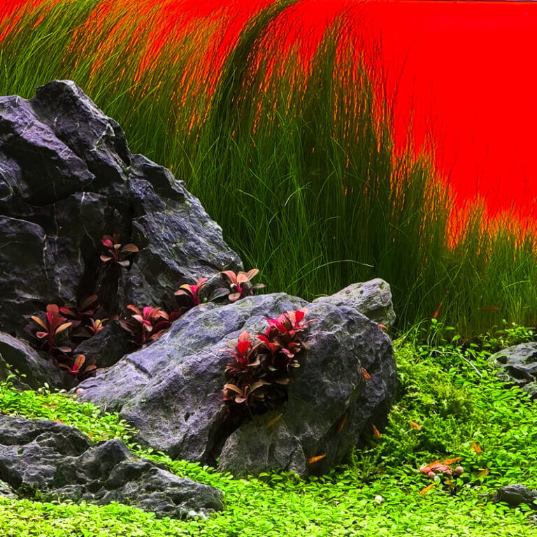 Harmonisch gestaltetes Aquascape mit großen Steinen, Bodendeckern und hohen Hintergrundpflanzen