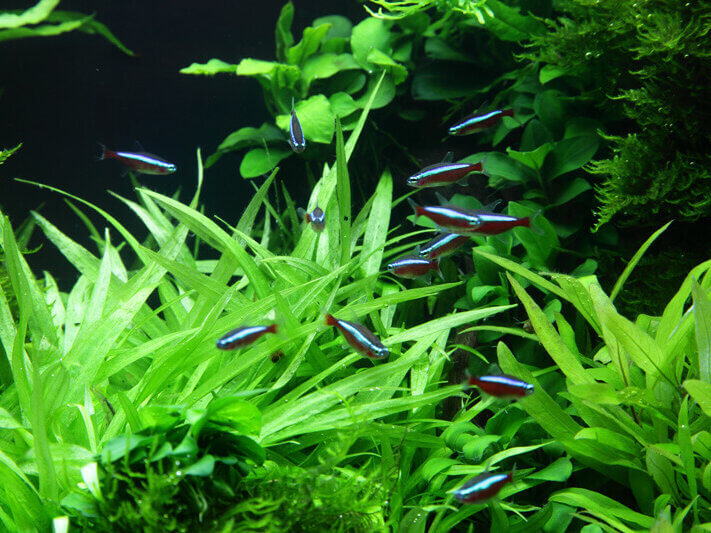 Helanthium bolivianum 'Quadricostatus' als pflegeleichte Vordergrundpflanze im Aquarium mit Neonfischen.