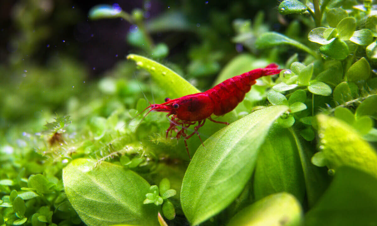 Neocaridina davidi Red Sakura auf Aquarienpflanzen