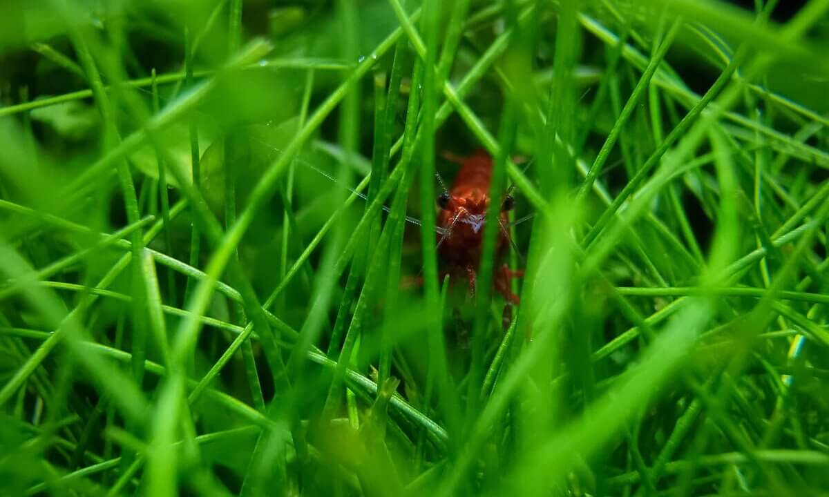 Neocaridina davidi Red Sakura versteckt zwischen Eleocharis mini