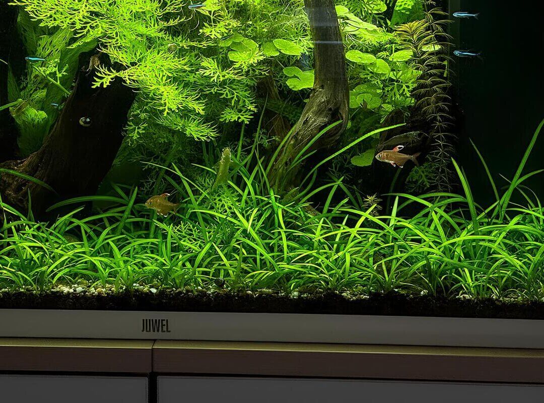 Sagittaria subulata als dichte Vordergrundpflanze in einem bepflanzten Süßwasseraquarium.